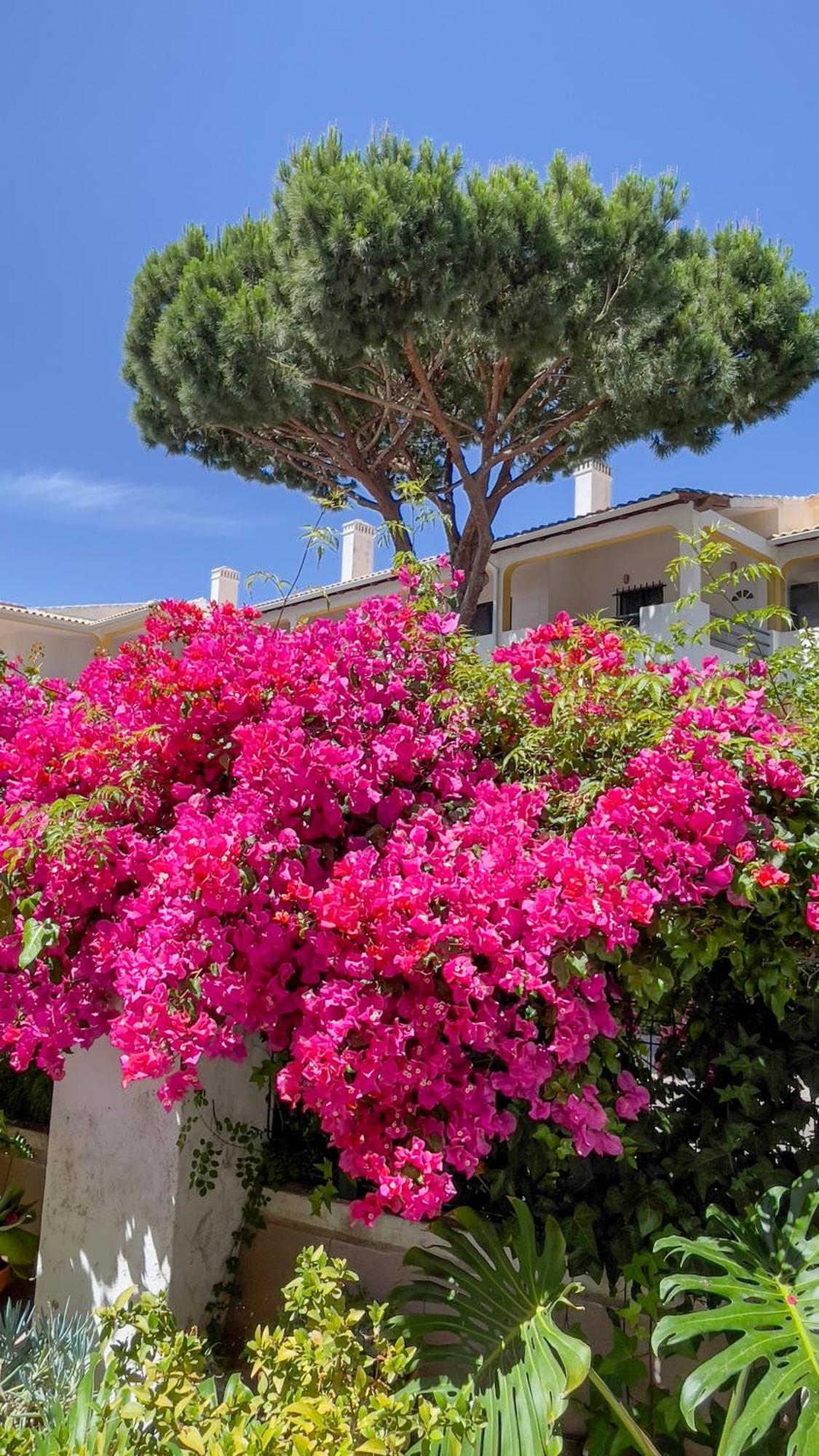 Verde Pino Vilamoura Exteriér fotografie